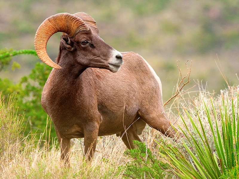 Bighorn sheep in the grasslands