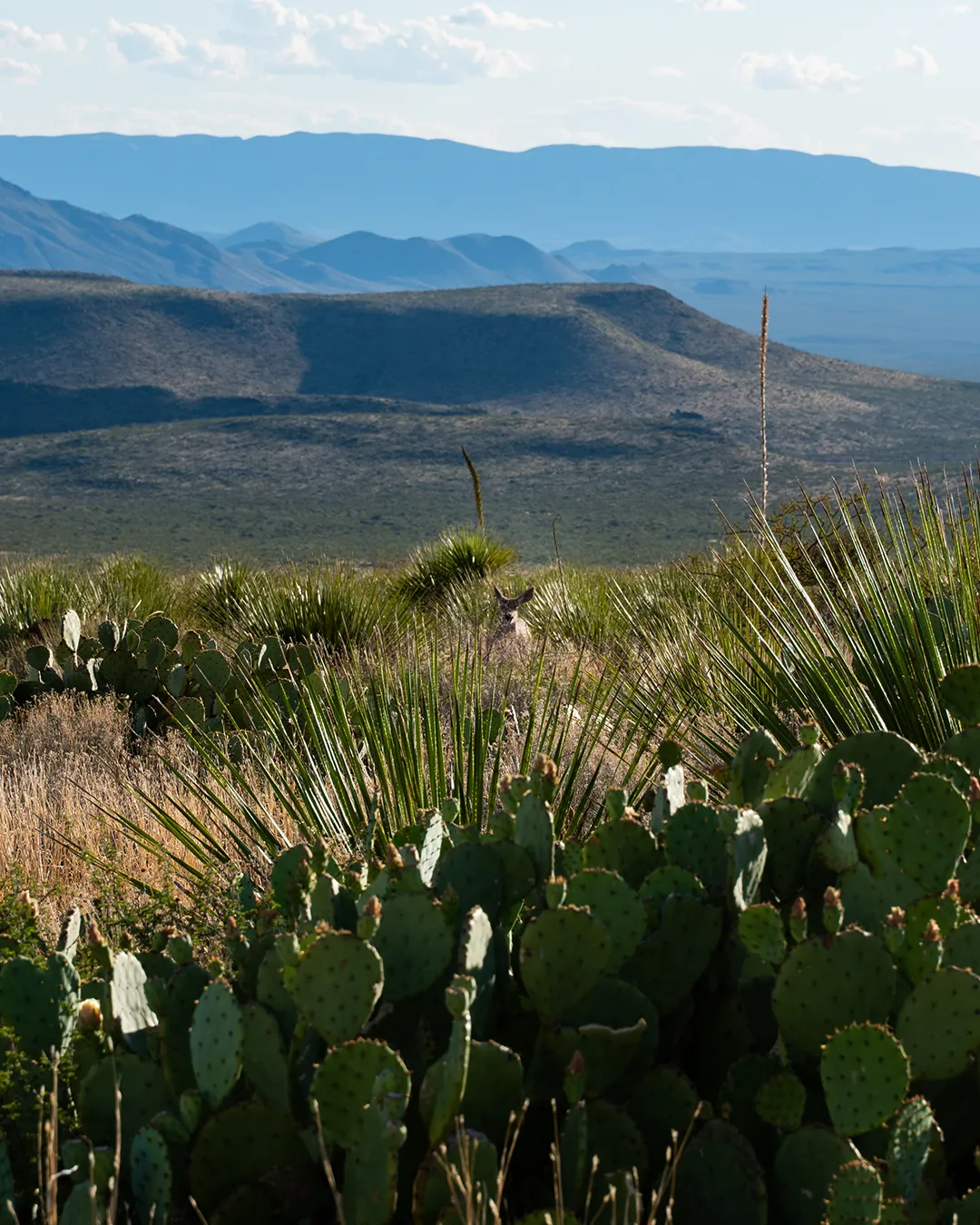 A Landscape at El Carmen Nature Reserve