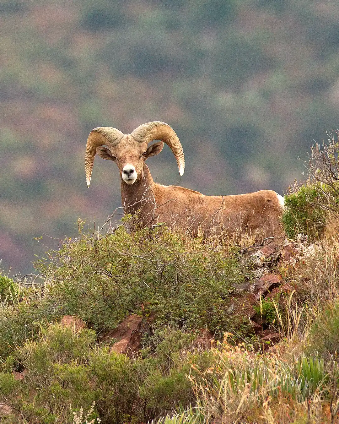 Bighorn sheep at El Carmen Nature Reserve