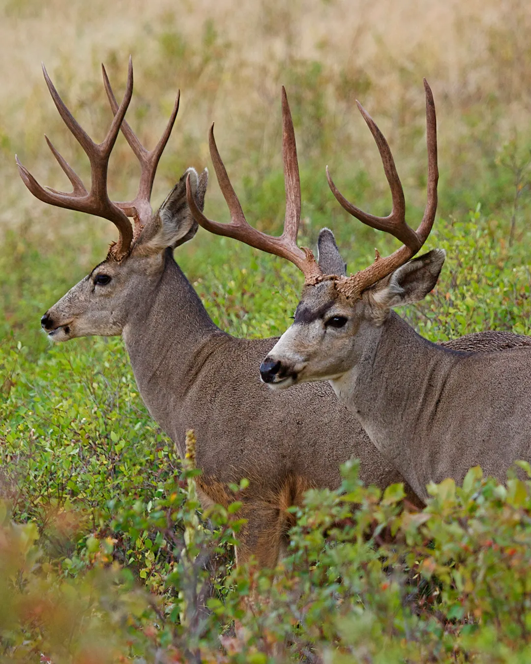 Wildlife Habitat Council, Gold Tier Project