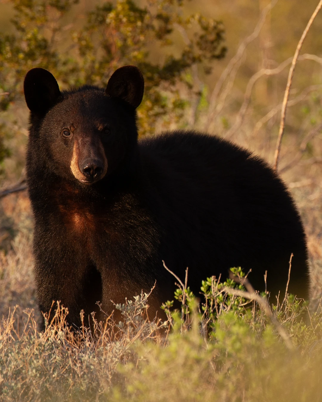 Bear, Habitat conservation, desert project award, forest project award