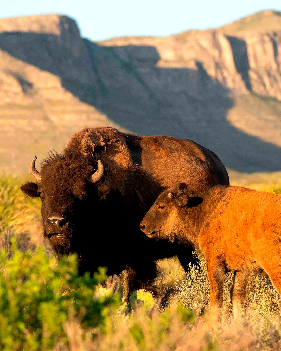 Collaborative Work, bison, species, El carmen