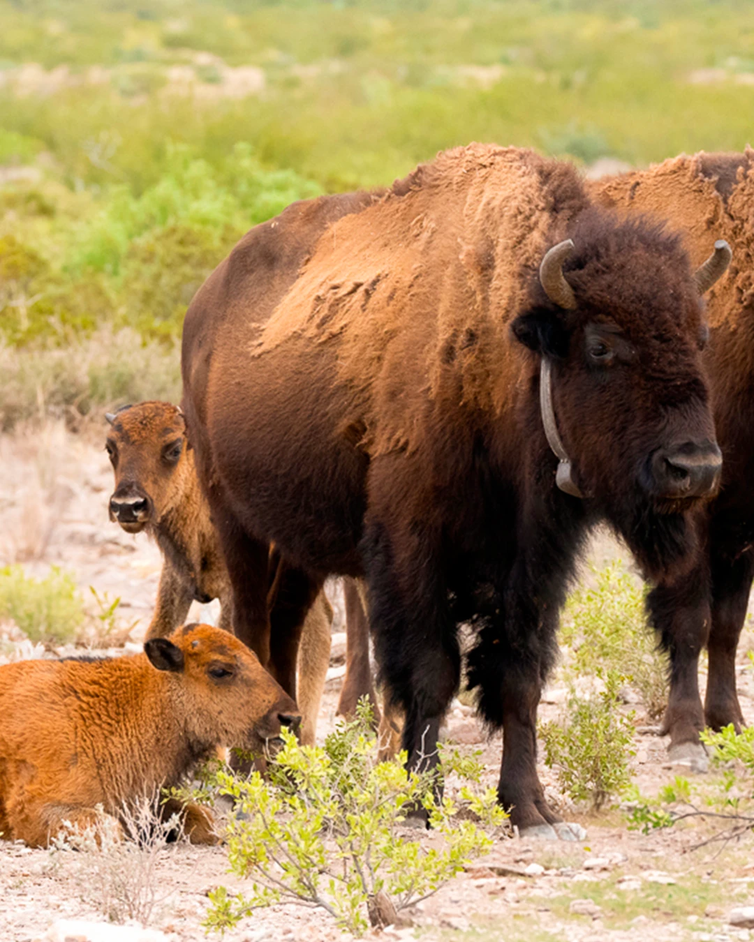 two American bison and their calves at El Carmen Nature Reserve