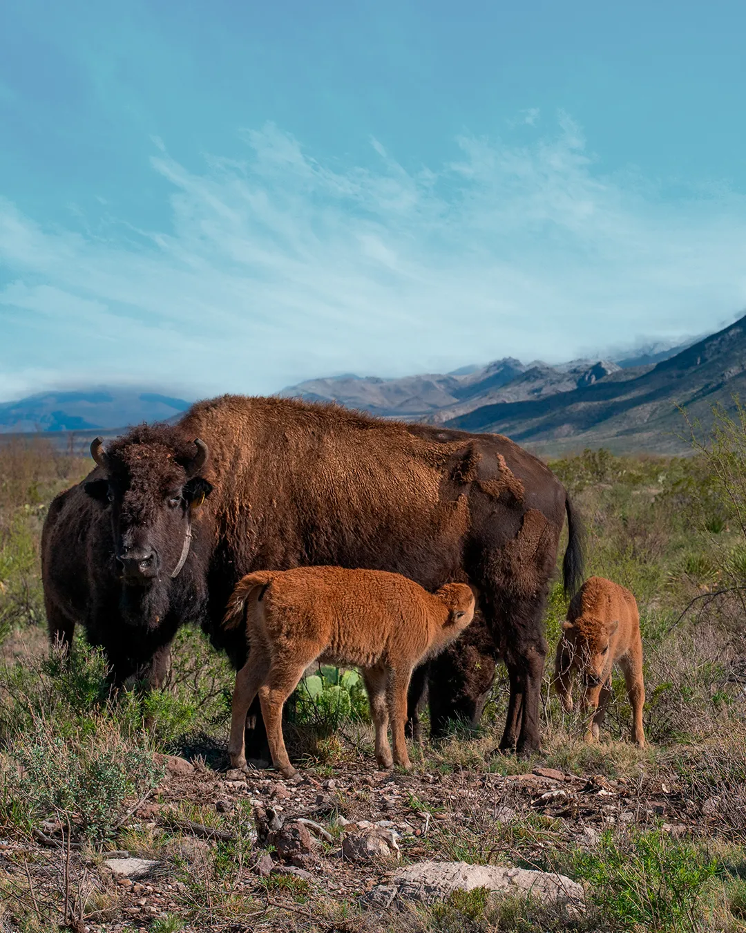 Bisons, El carmen, Natural reserve