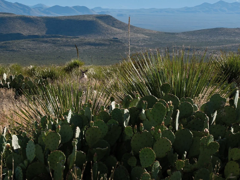 desert scrublands at El Carmen Nature Reserve