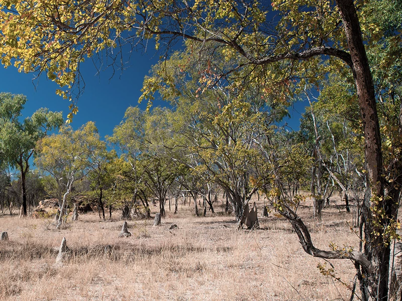 oak forest at El Carmen Nature Reserve