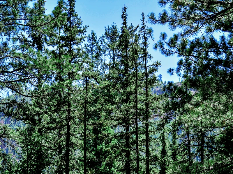 pine forest at El Carmen Nature Reserve