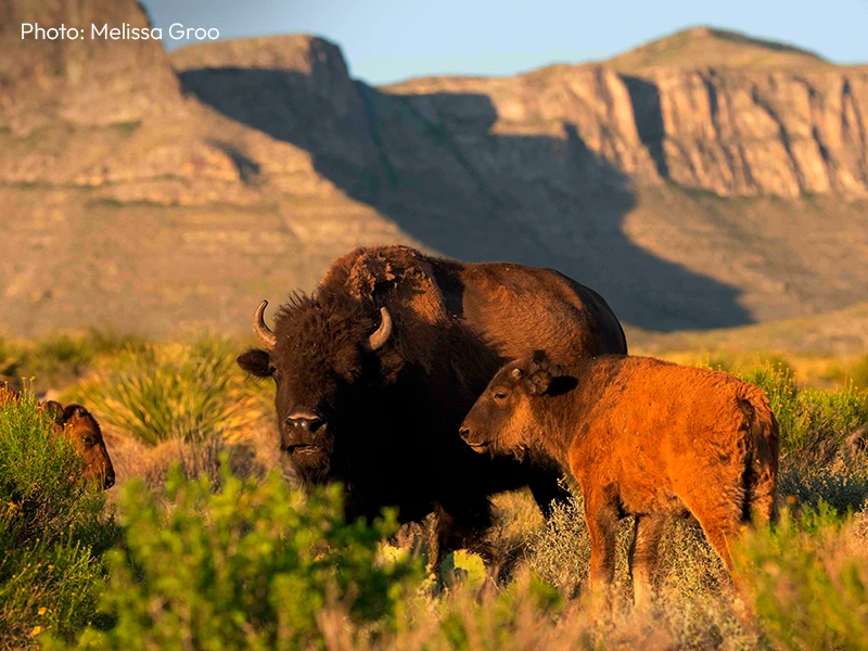 A photograph of American bisons in the grasslands