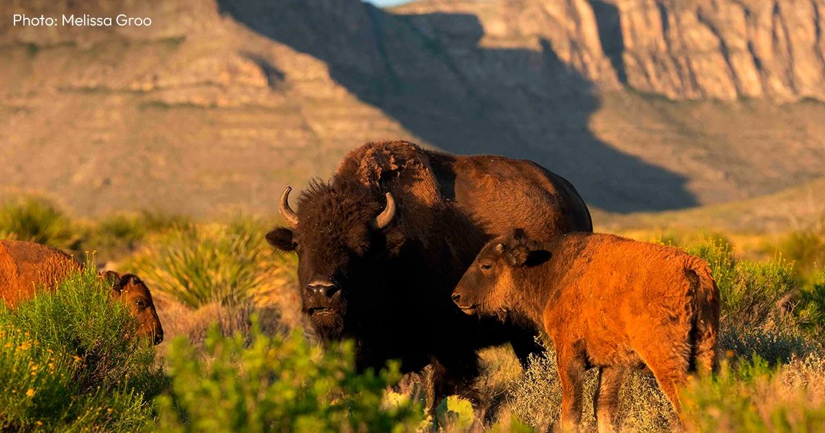 A photograph of American bisons in the grasslands