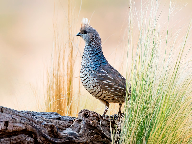 A photograph of a scaled quail