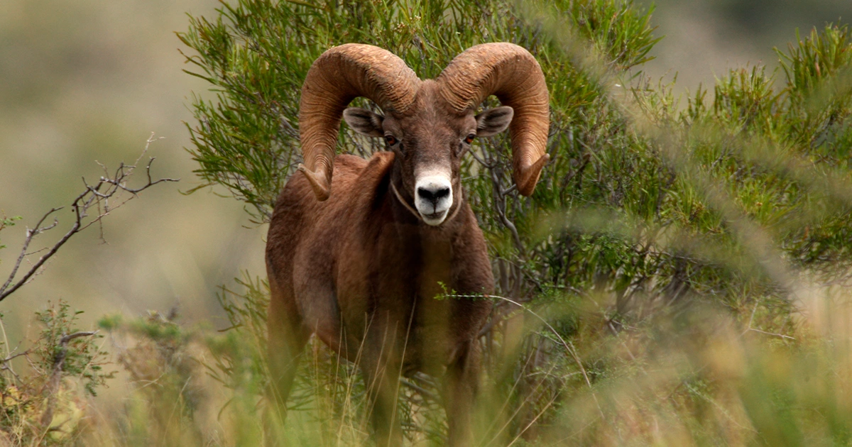 A photograph of a desert bighorn sheep