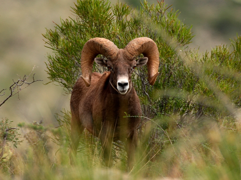 A photograph of a desert bighorn sheep