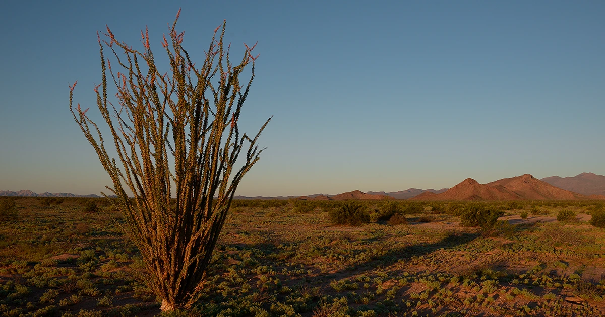 A photograph of an ocotillo plant