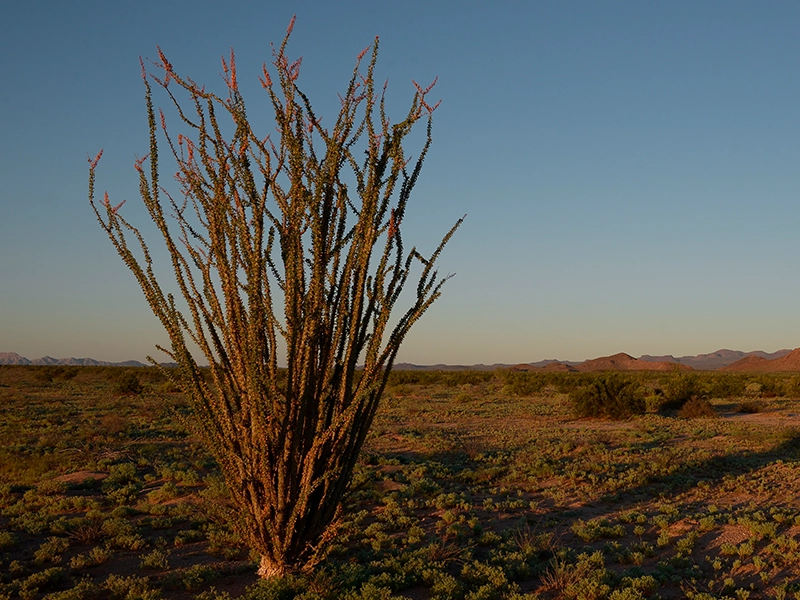 A photograph of an ocotillo plant