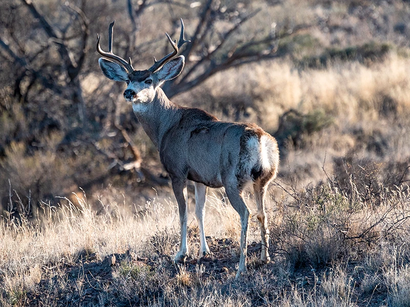 A photograph of a mule deer in the grasslands