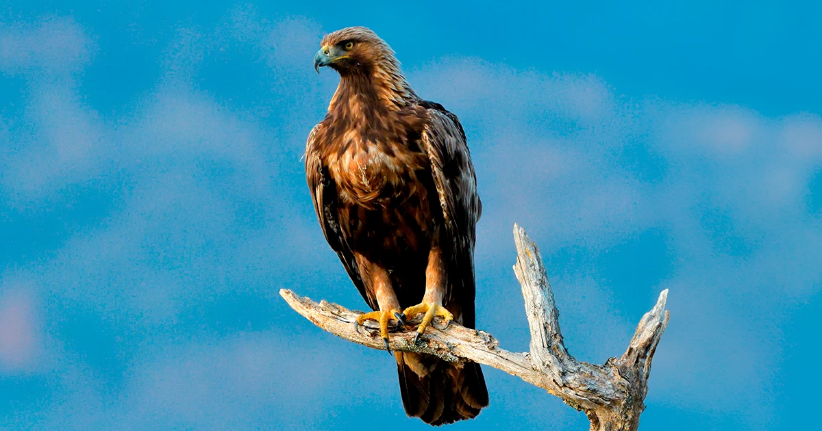 Una fotografía de un águila real