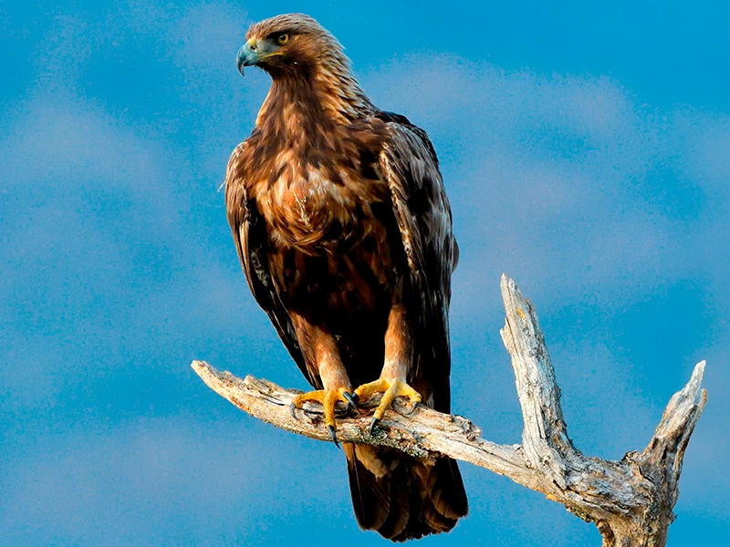 A photograph of a golden eagle