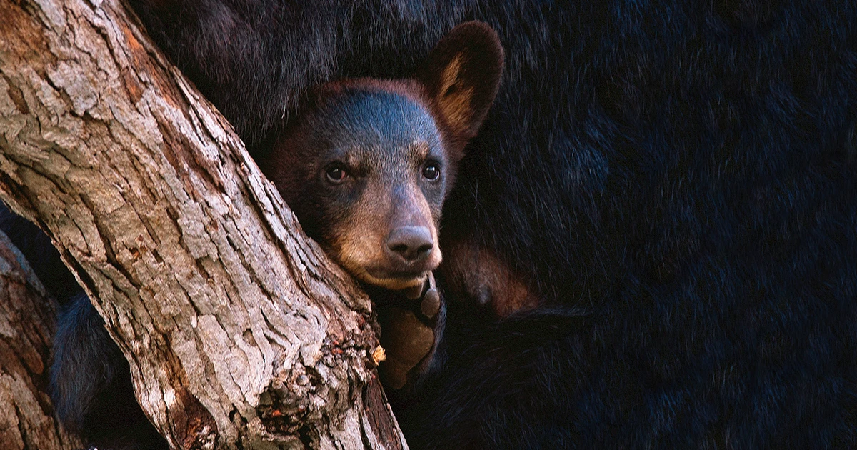 A photograph of an American Black Bear cub