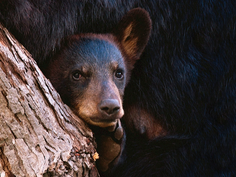 A photograph of an American Black Bear cub