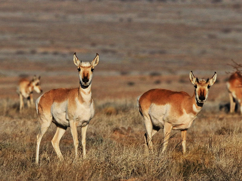 A photograph of pronghorn antelope in the grasslands