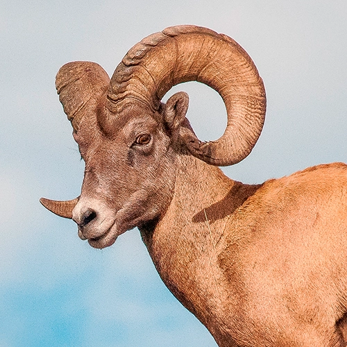 A photograph of a desert bighorn sheep