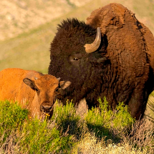 A photograph of an American bison and its calf