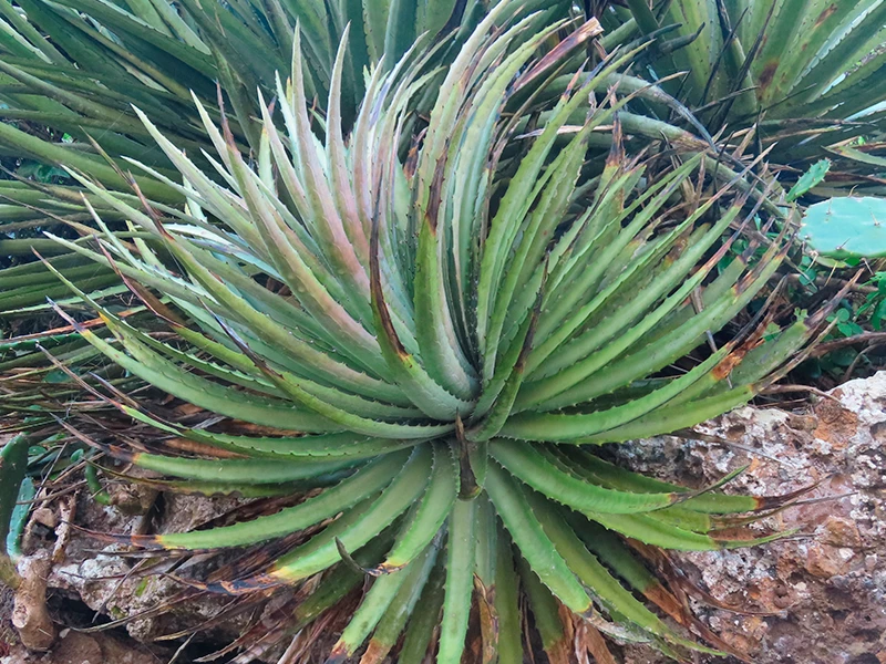 A photograph of a lechuguilla