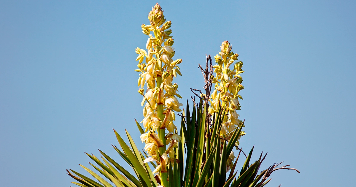 A photograph of a Buckley yucca