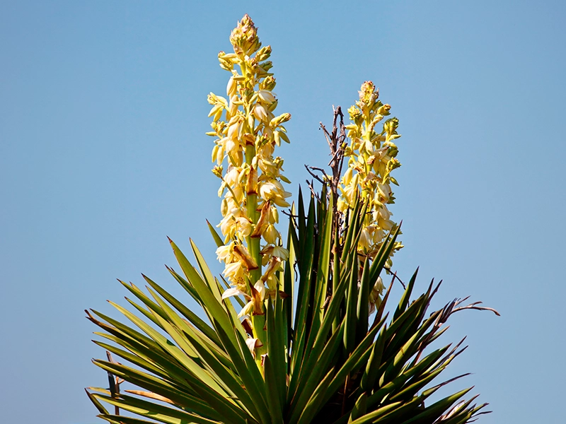 A photograph of a Buckley yucca