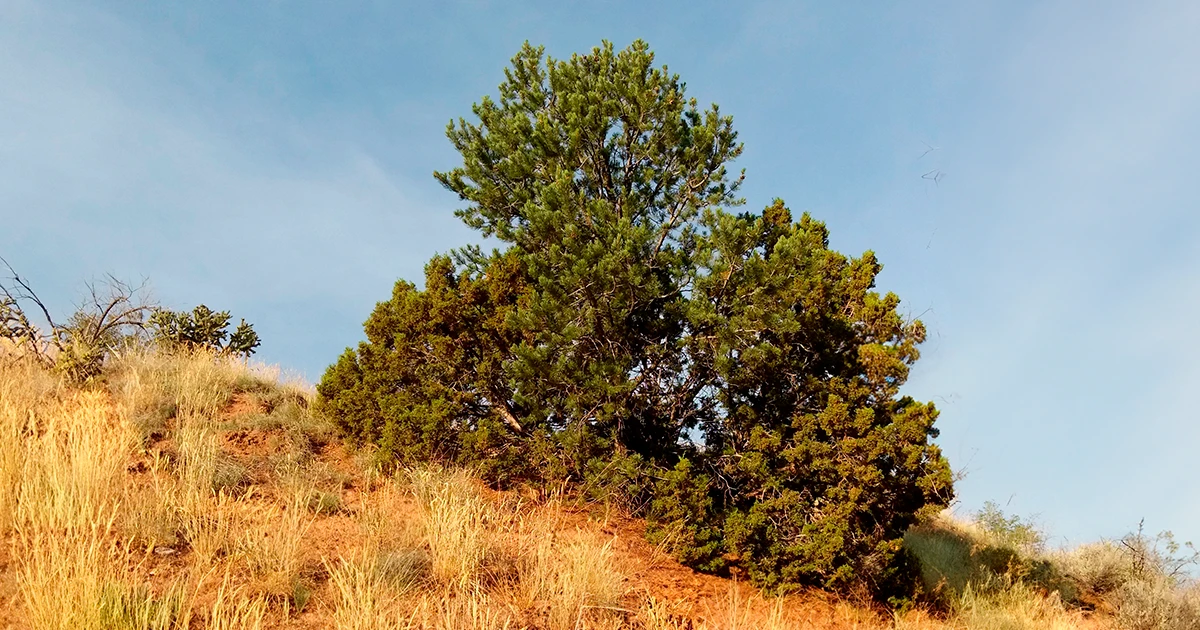 A photograph of an Arizona cypress