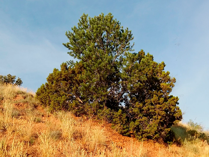 A photograph of an Arizona cypress