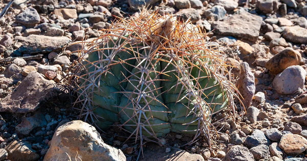 Tobusch Fishhook Cactus - El Carmen - Cemex