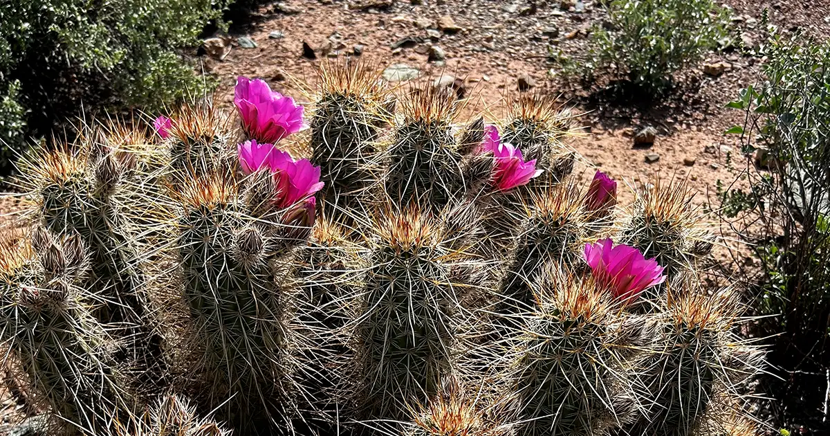 Una fotografía de un alicoche sanjuanero