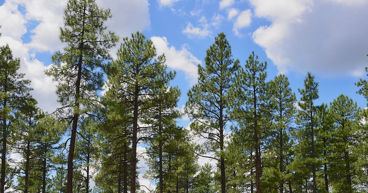 A photograph of an Arizona pine