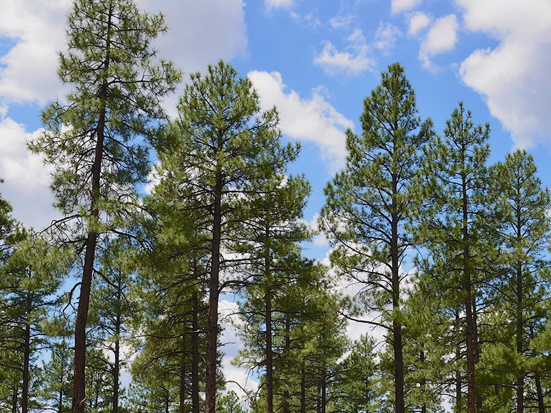 A photograph of an Arizona pine