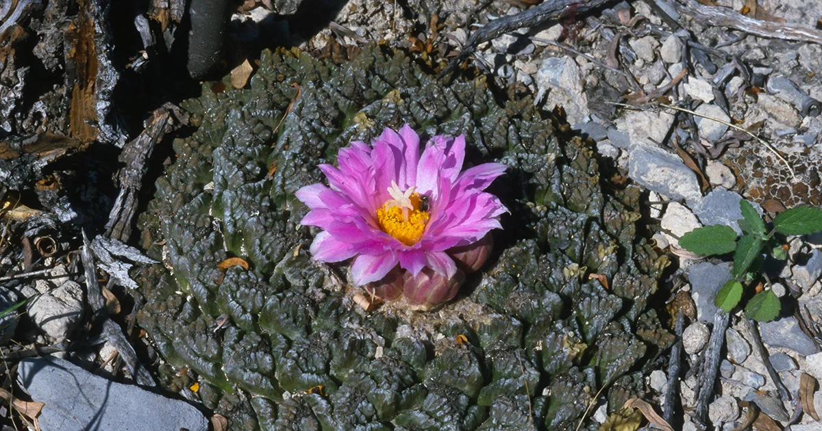 A photograph of a star cactus