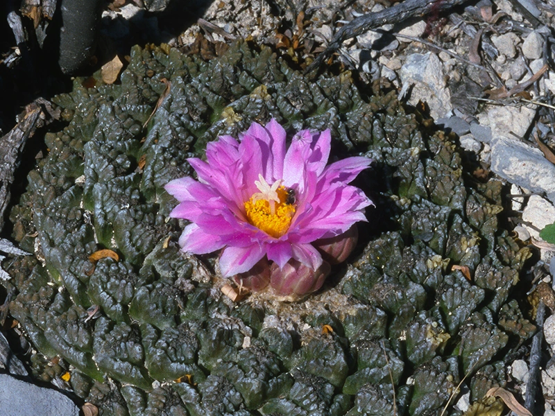 A photograph of a star cactus