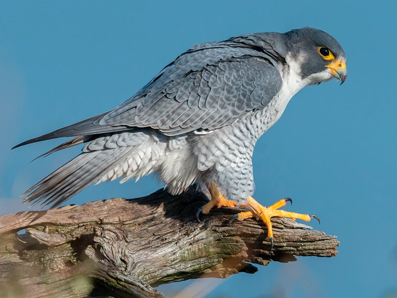 A photograph of a peregrine falcon