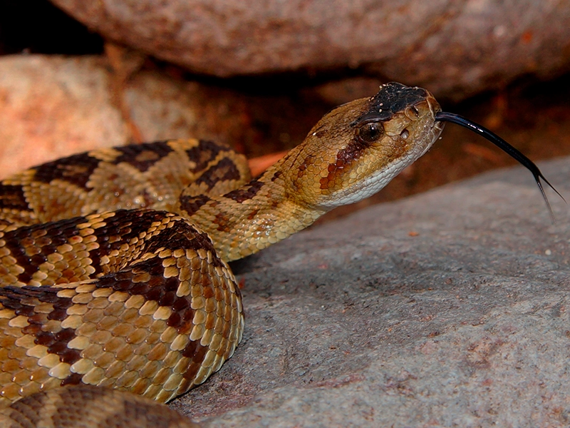 A photograph of a Western black-tailed rattlesnake