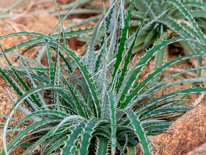 A photograph of a Texas false agave