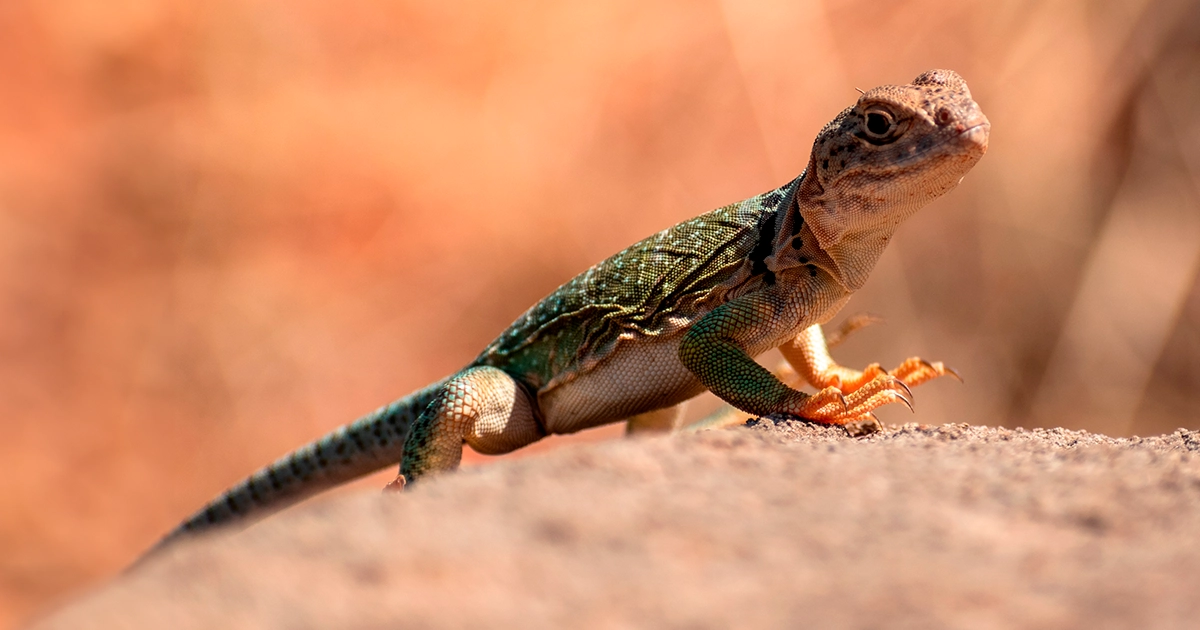 A photograph of a Collared lizard