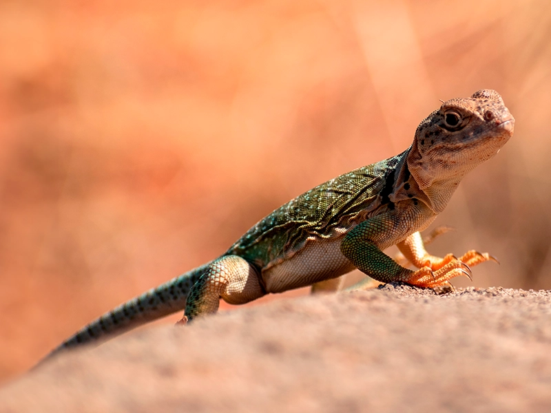 Lizard with collar hotsell