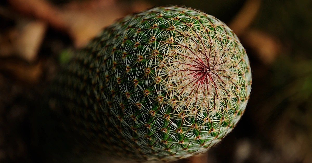 Una fotografía de Cactus botón