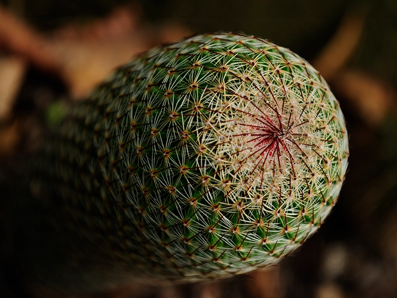 A photograph of a Pingpong Ball Cactus