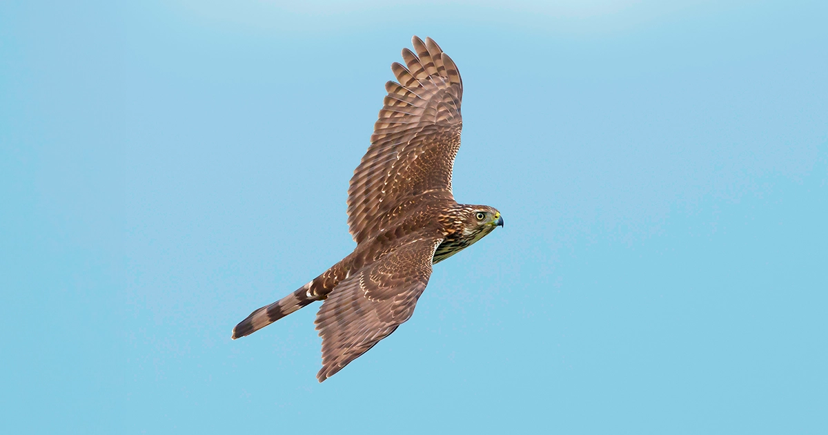 A photograph of a Cooper's hawk